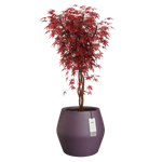 june split low 46cm vintage plum